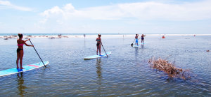 Marco Island Eco Tours at Tigertail Beach
