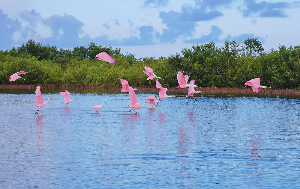 Birding at Tigertail Beach, Marco Island